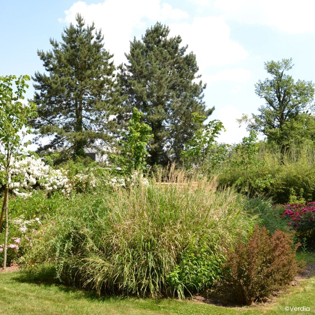 Miscanthus Miscanvert - Roseau de Chine