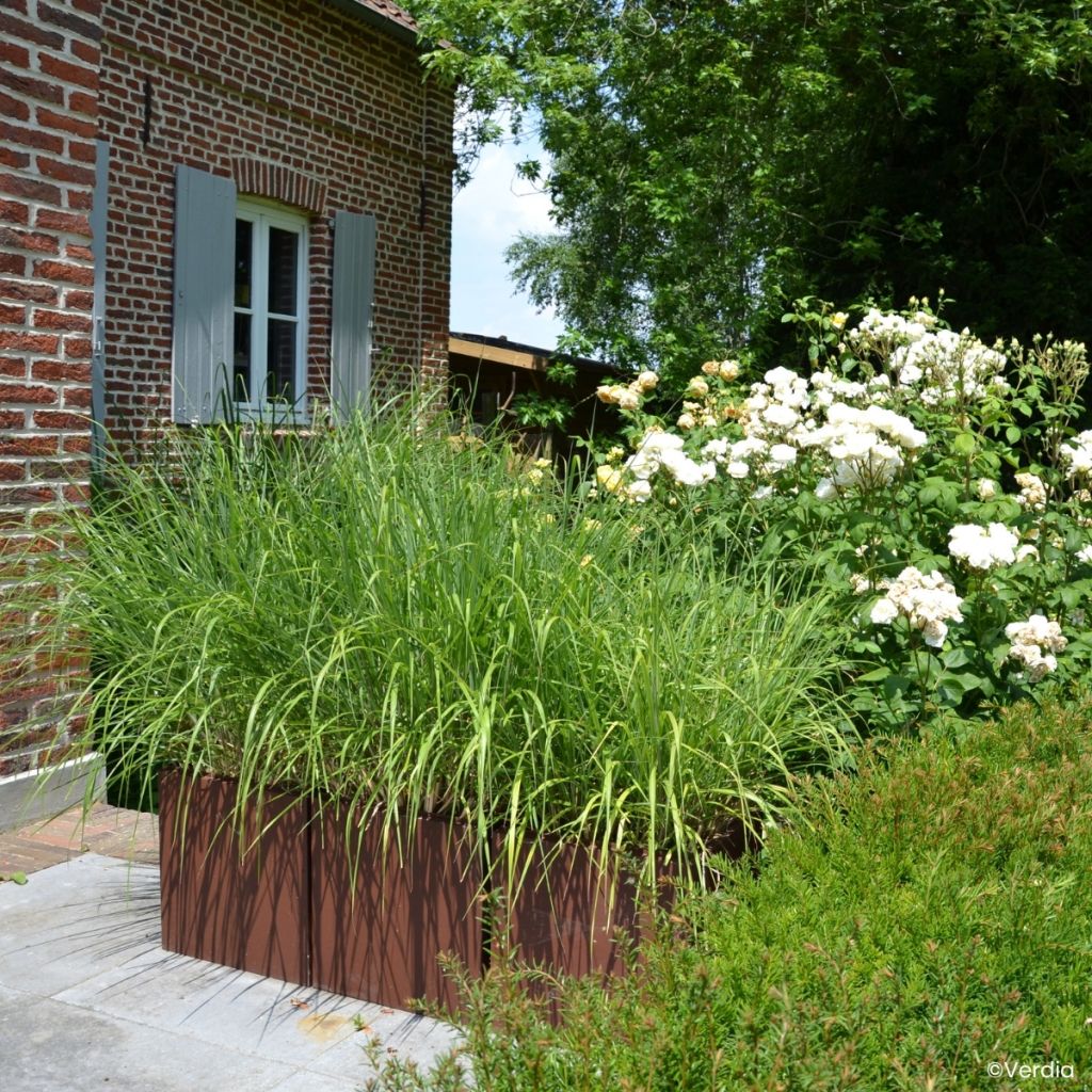 Miscanthus Miscanvert - Roseau de Chine
