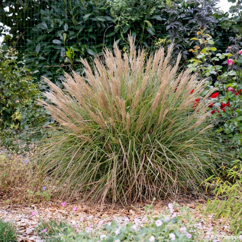 Miscanthus sinensis Missmini - Eulalie, Roseau de Chine