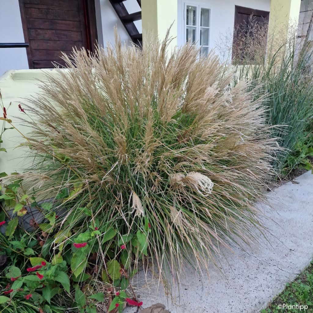 Miscanthus sinensis Missmini - Eulalie, Roseau de Chine