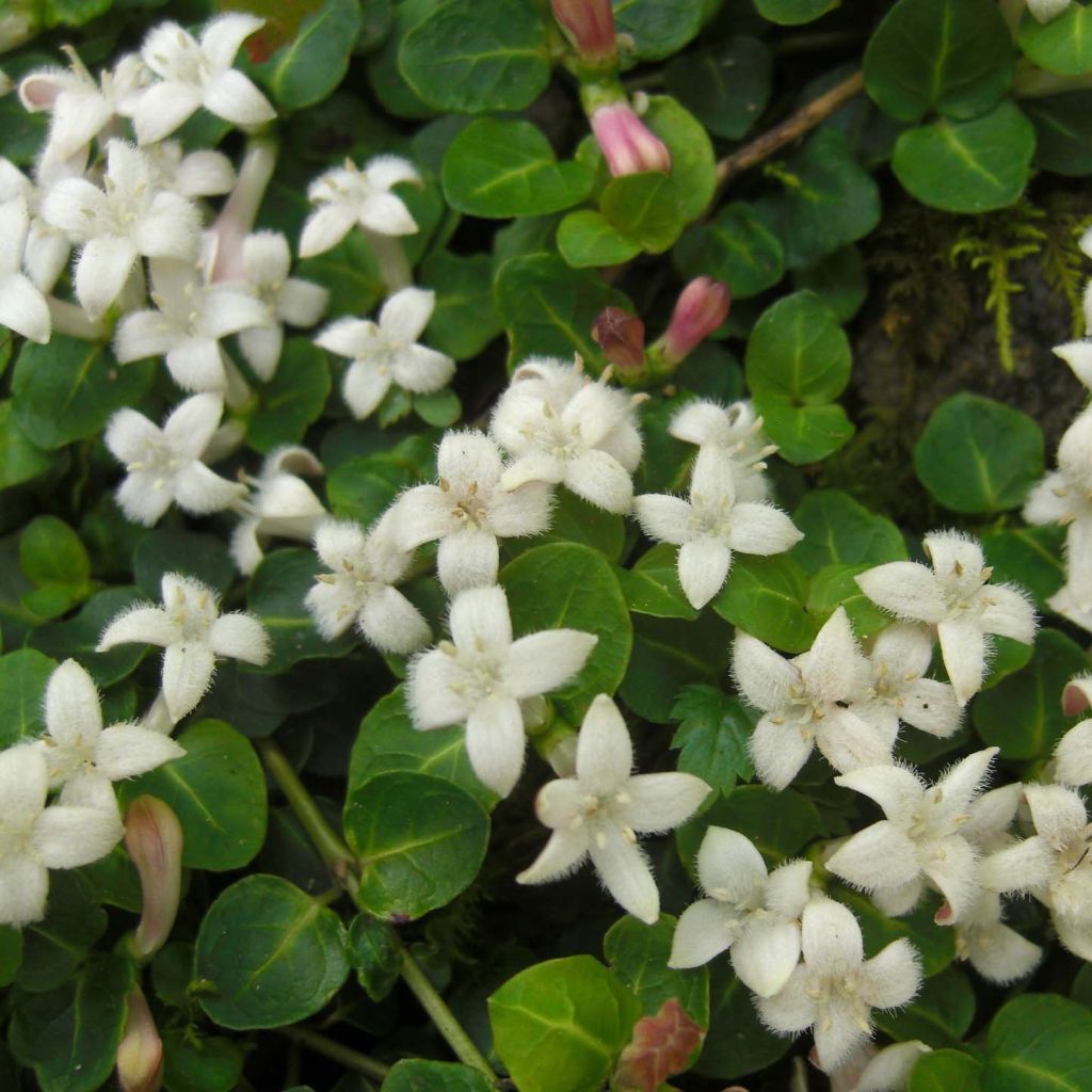 Mitchella repens - Pain de perdrix