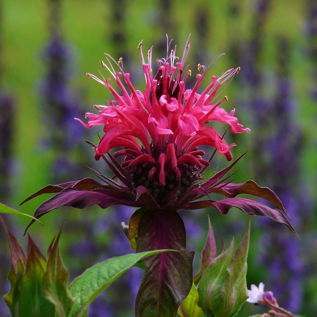 Monarde Scorpion - Bergamote lie-de-vin