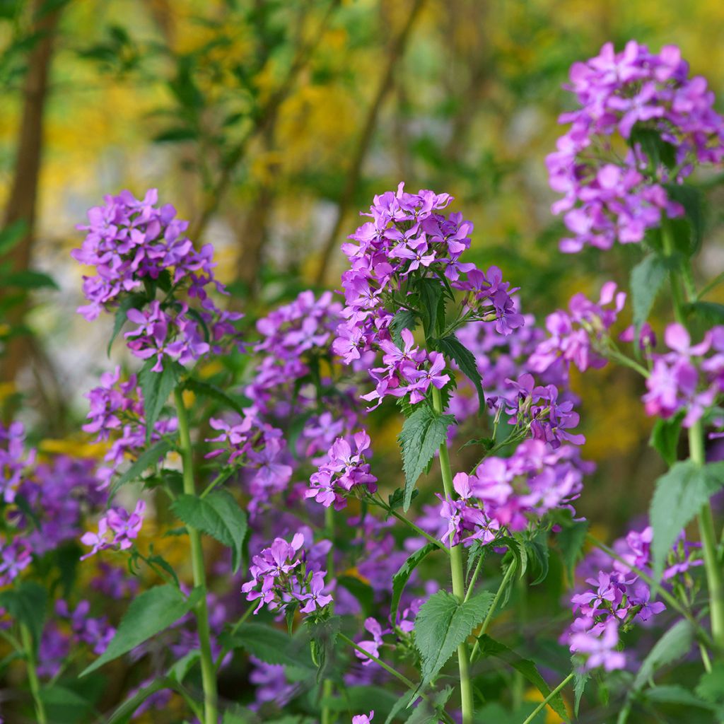 Monnaie du Pape - Lunaria annua