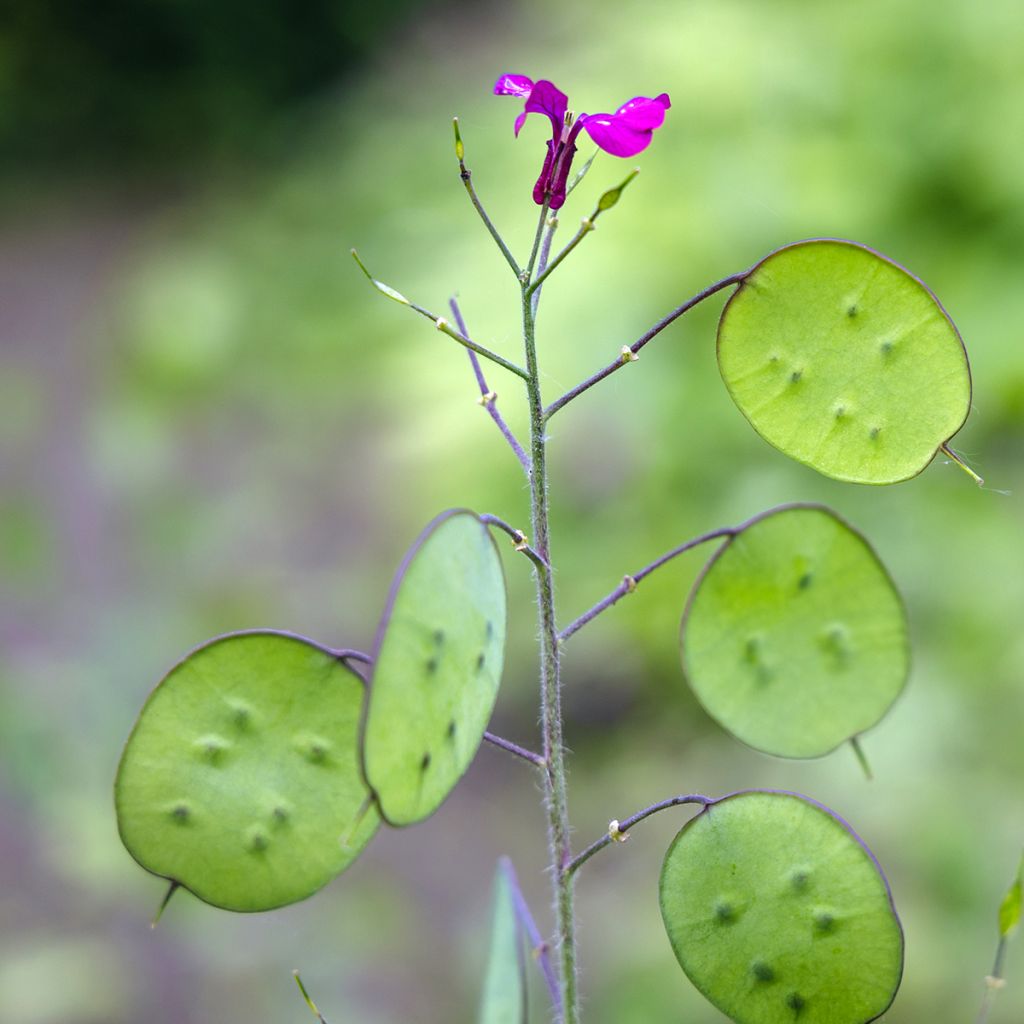 Monnaie du Pape - Lunaria annua