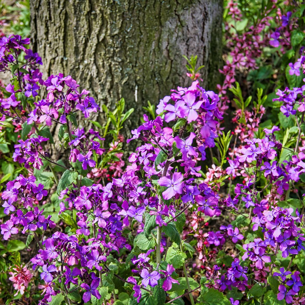 Monnaie du Pape - Lunaria annua
