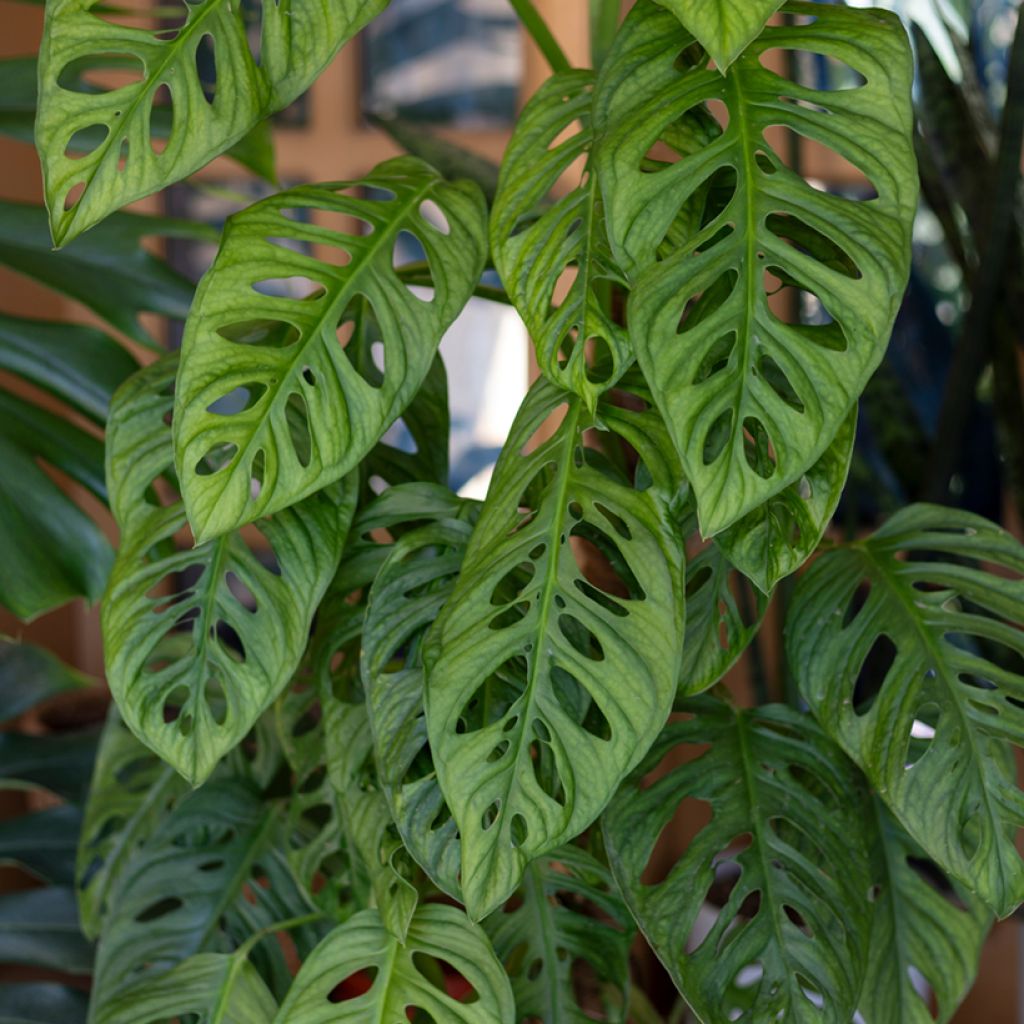 Monstera adansonii - Plante gruyère