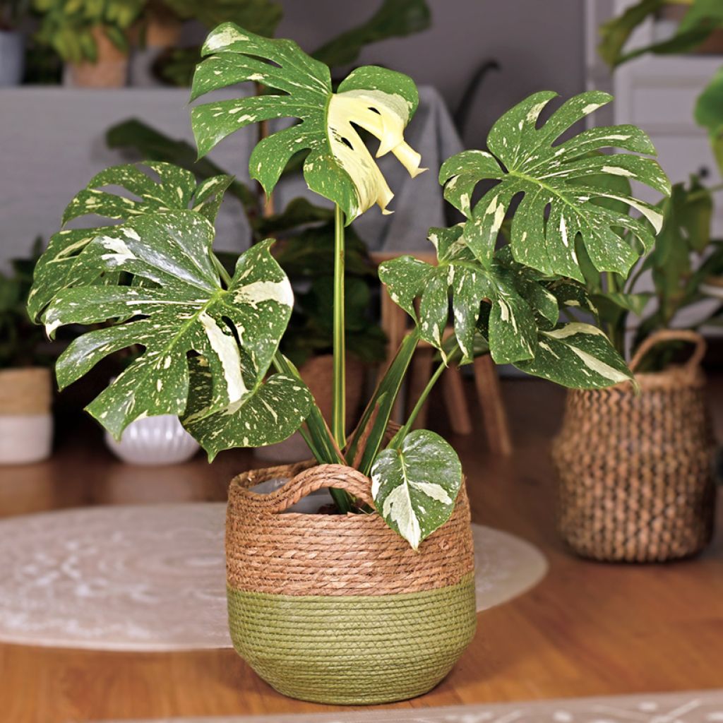 Monstera deliciosa Thai Constellation