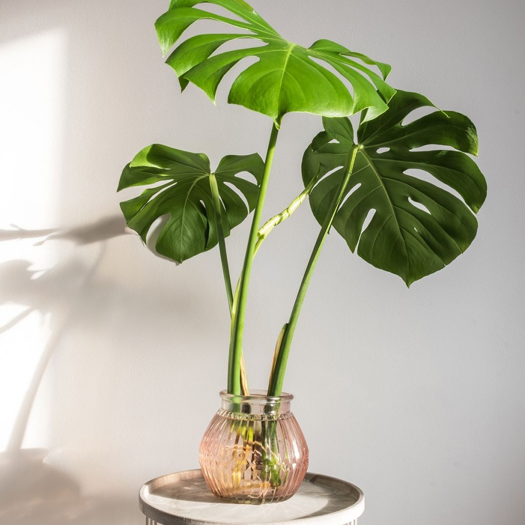 Monstera deliciosa - Faux-philodendron