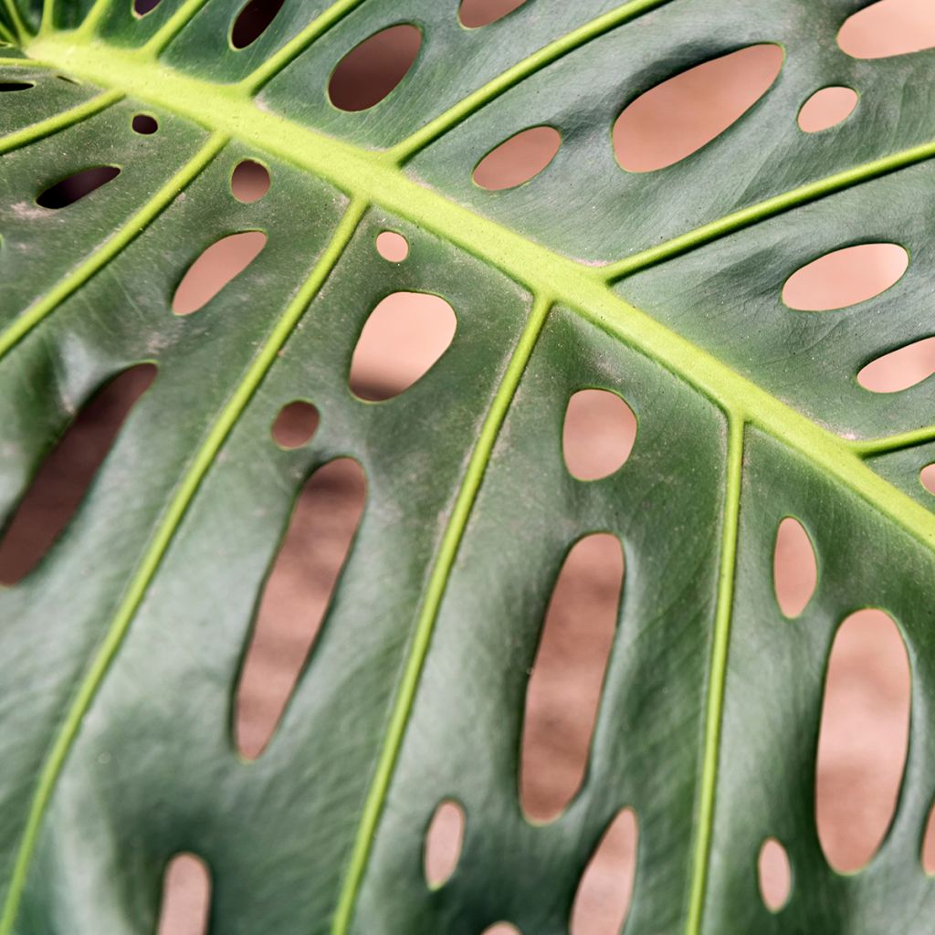 Monstera deliciosa - Faux-philodendron