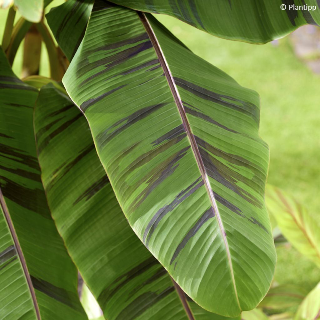 Musa sikkimensis Ever Red - Bananeira-do-Sikkim