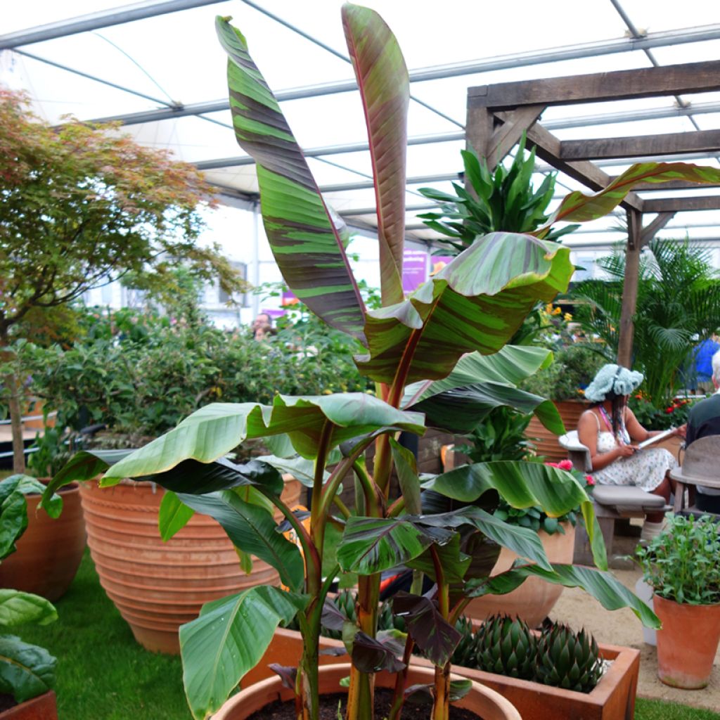 Musa sikkimensis Ever Red - Bananeira-do-Sikkim