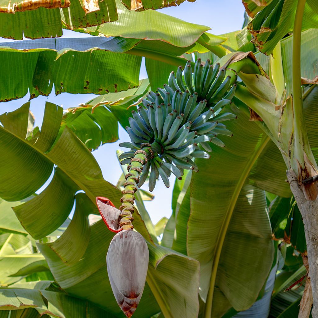 Bananier - Musa acuminata Ice Cream