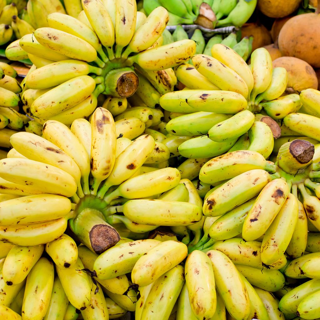 Bananier - Musa × paradisiaca Pisang Serbu