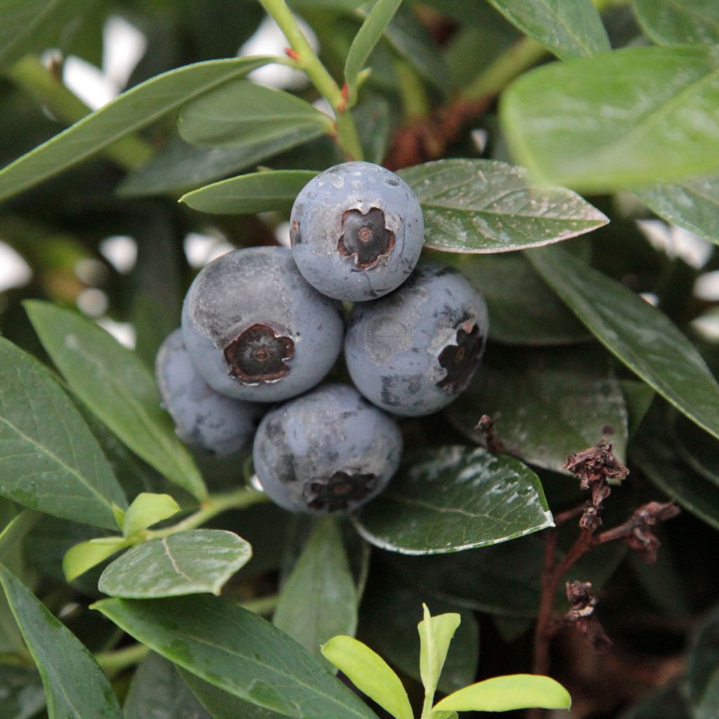 Myrtillier d’Amérique Patriot Bio