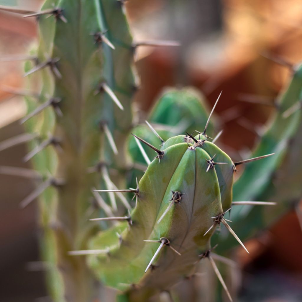 Myrtillocactus geometrizans - Chandelle Bleue