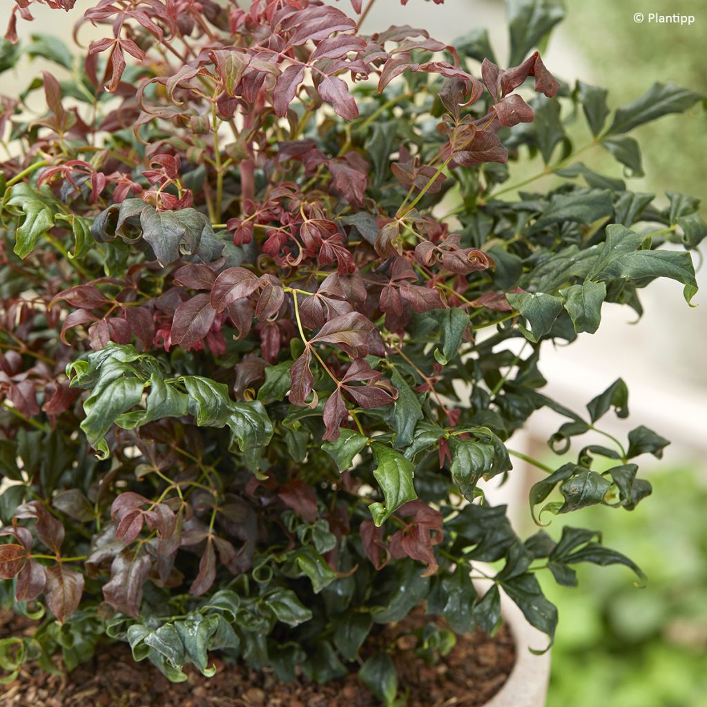 Nandina domestica Curly Obsessed