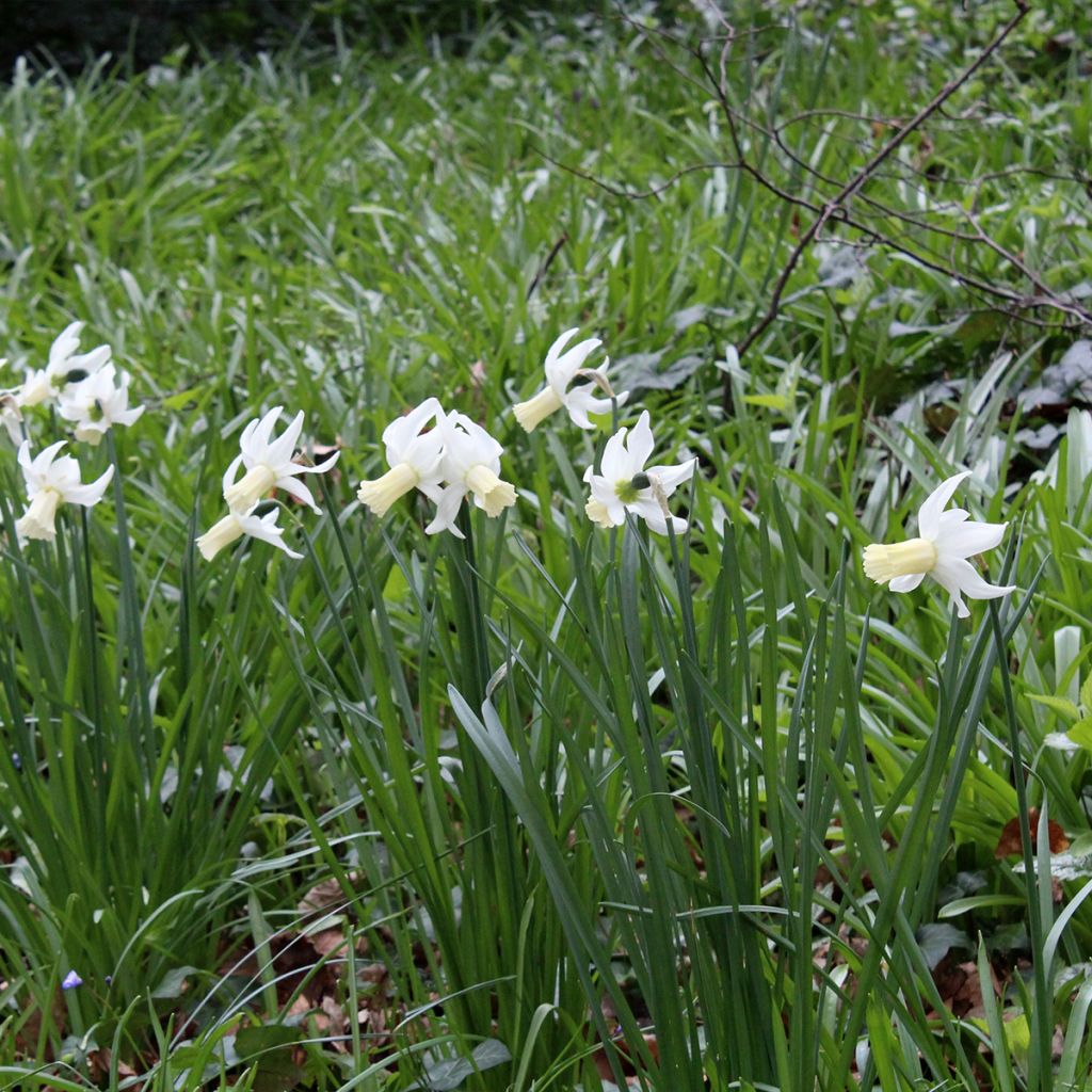Narciso triandrus Lemon Drops