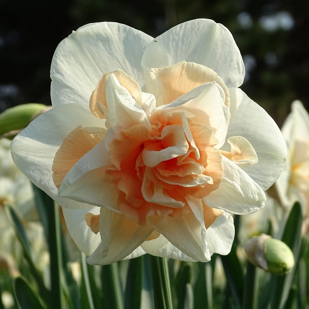 Narcisse Replète