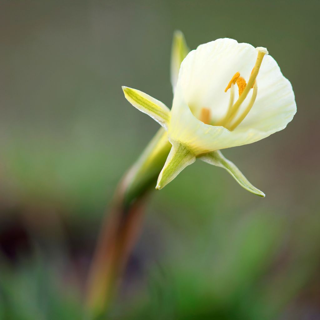 Narcisse bulbocodium White Petticoat