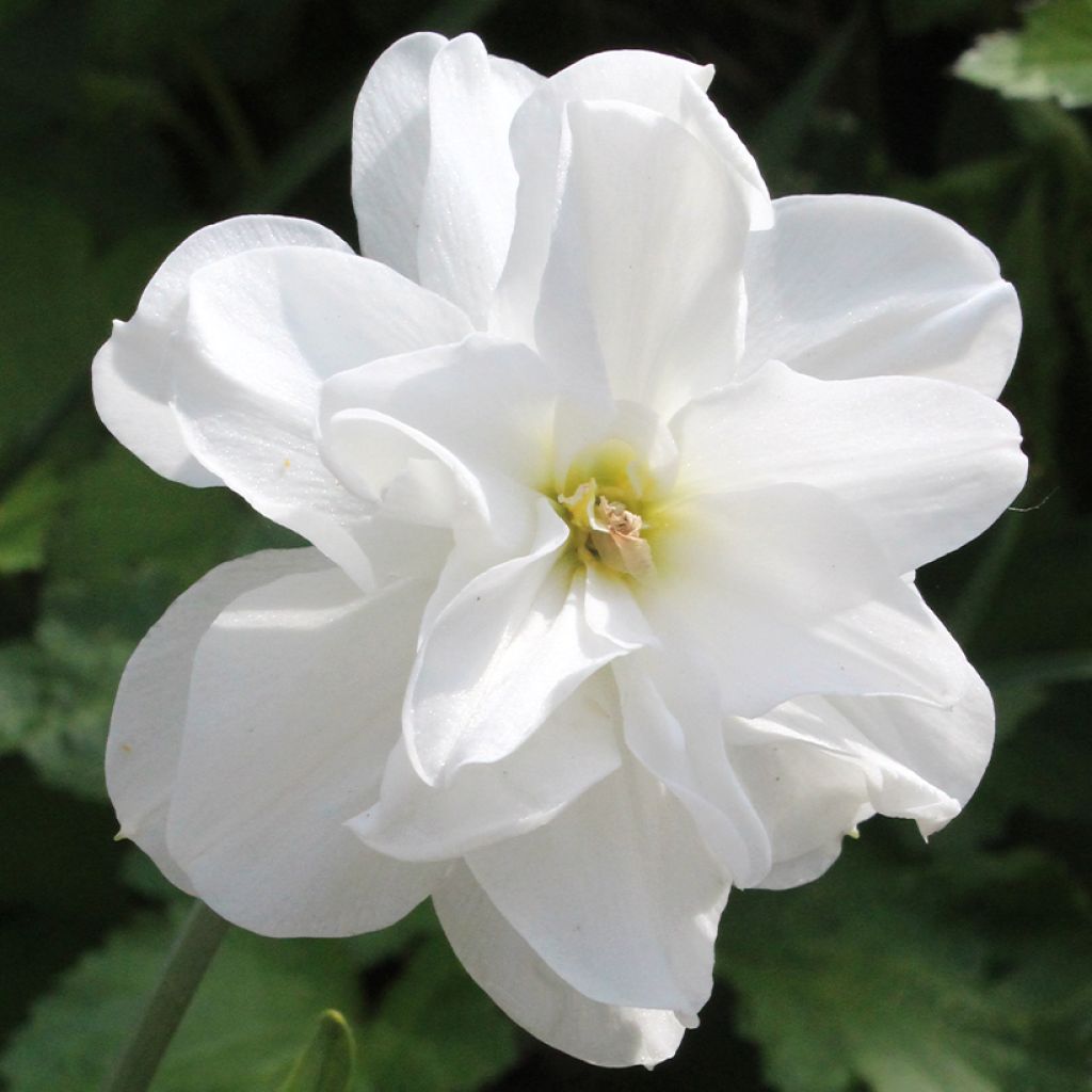 Narciso poético Albus Plenus Odoratus