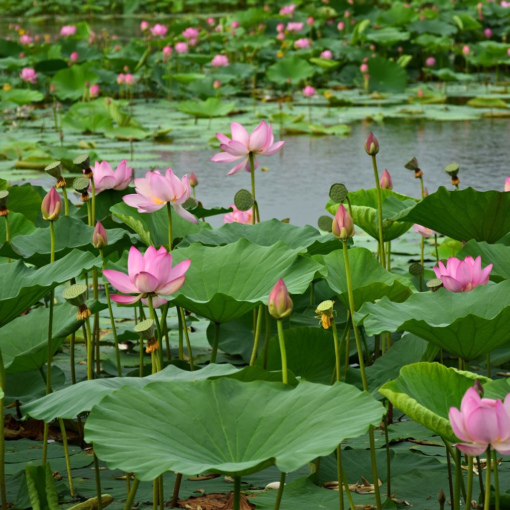 Nelumbo Red at Sunset - Lotus nain rouge