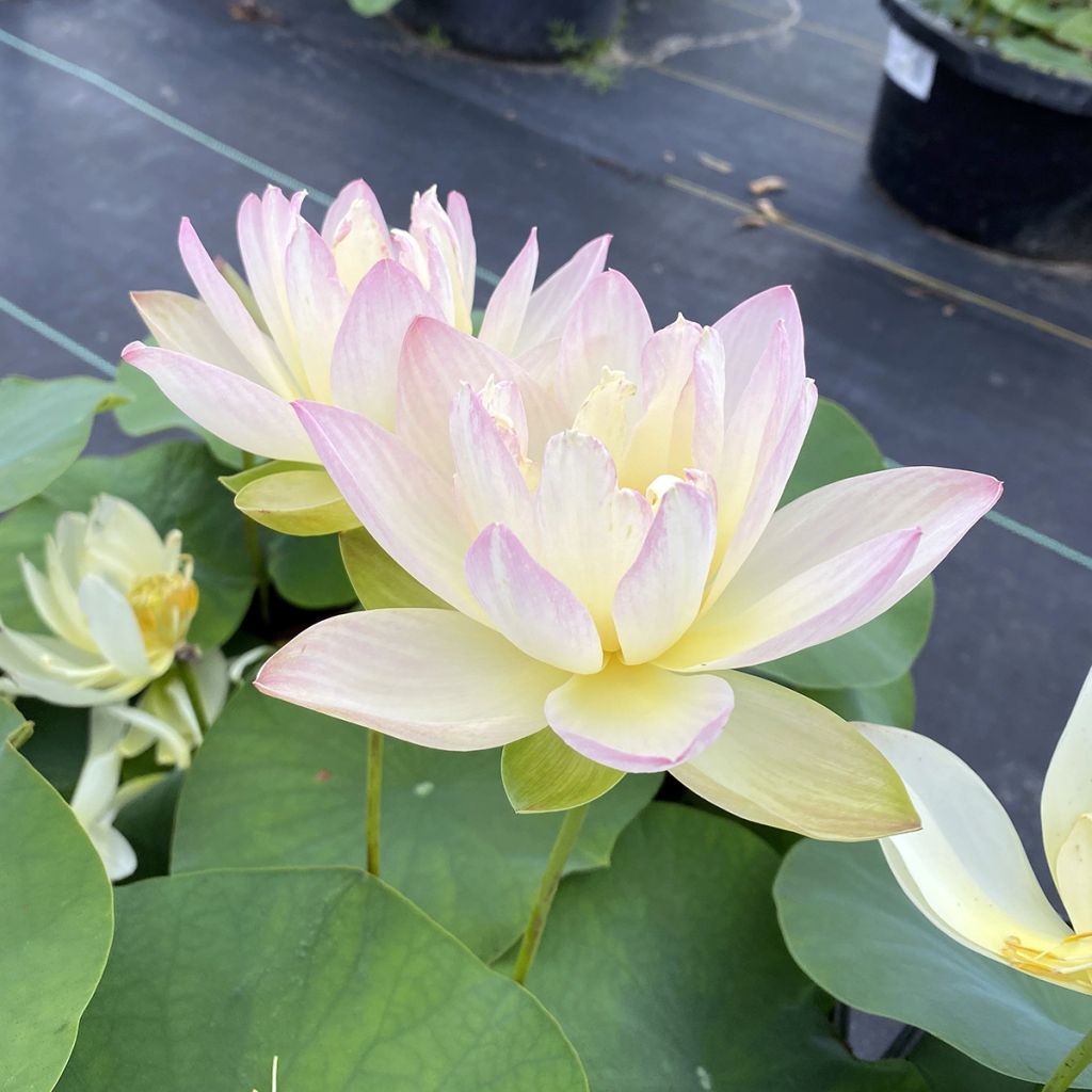 Nelumbo Evening Showers - Lotus nain