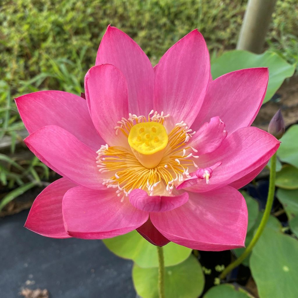 Nelumbo Purple Fairy 2 - Lotus nain