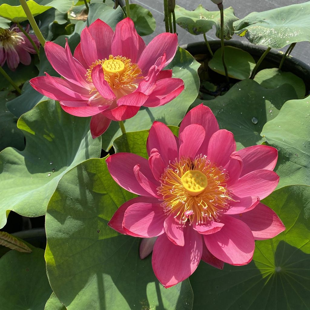 Nelumbo nucifera Chinese Red Jiaxing - Lotus des Indes