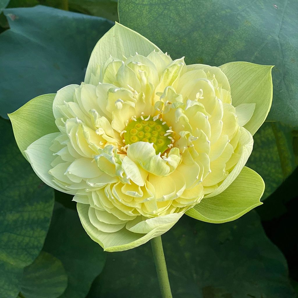 Nelumbo nucifera Golden Apple - Lotus des Indes