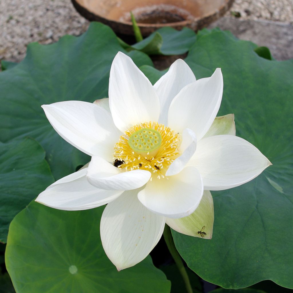 Nelumbo nucifera Hong Bian Yudie - Lotus des Indes