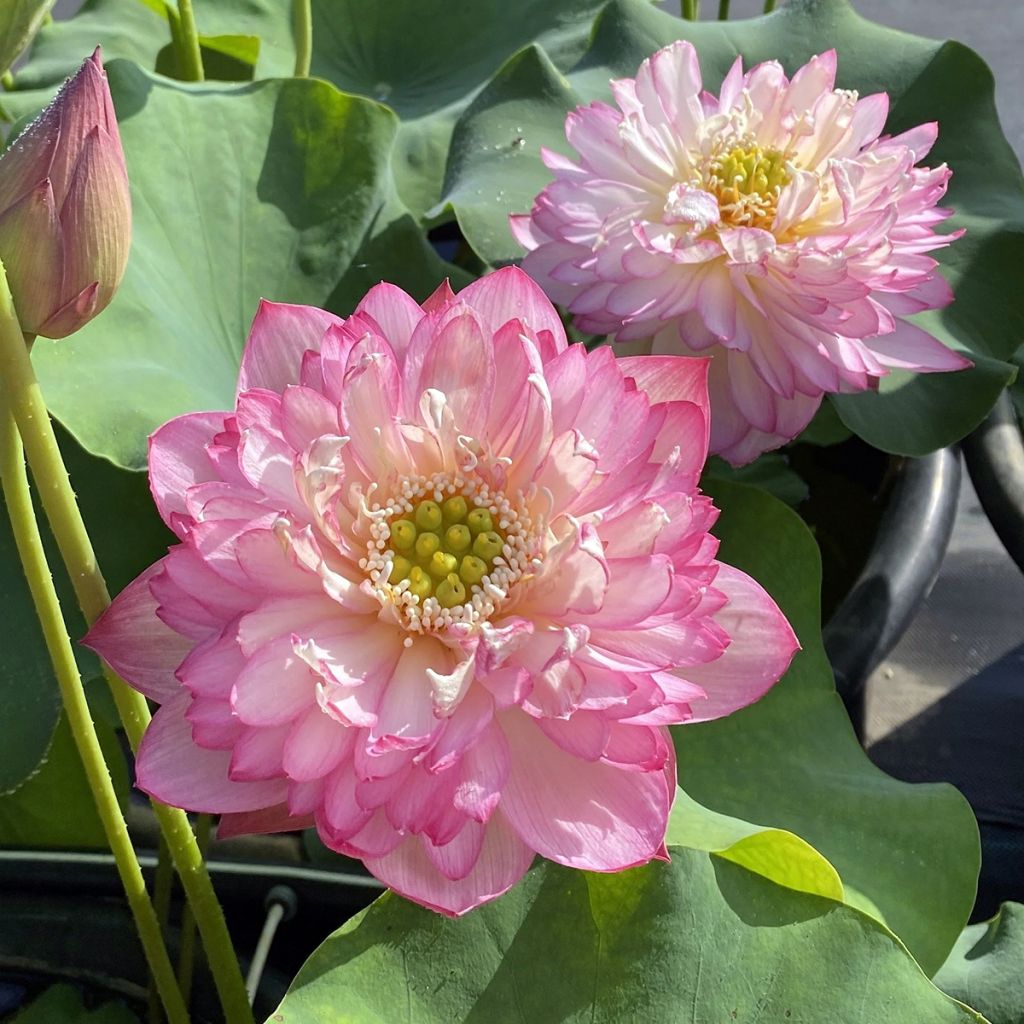 Nelumbo nucifera Pink Lady - Lotus des Indes