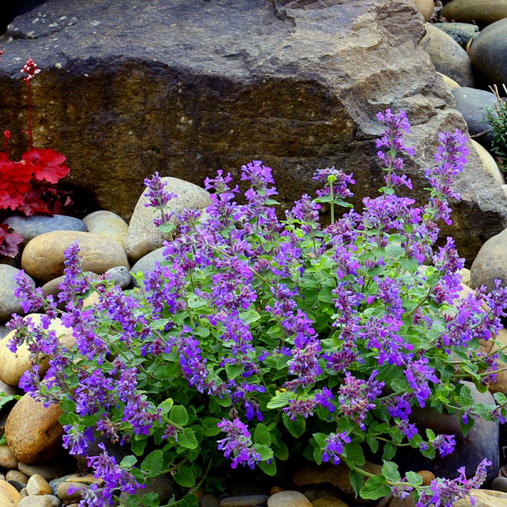 Nepeta Nova Blue - Népéta hybride