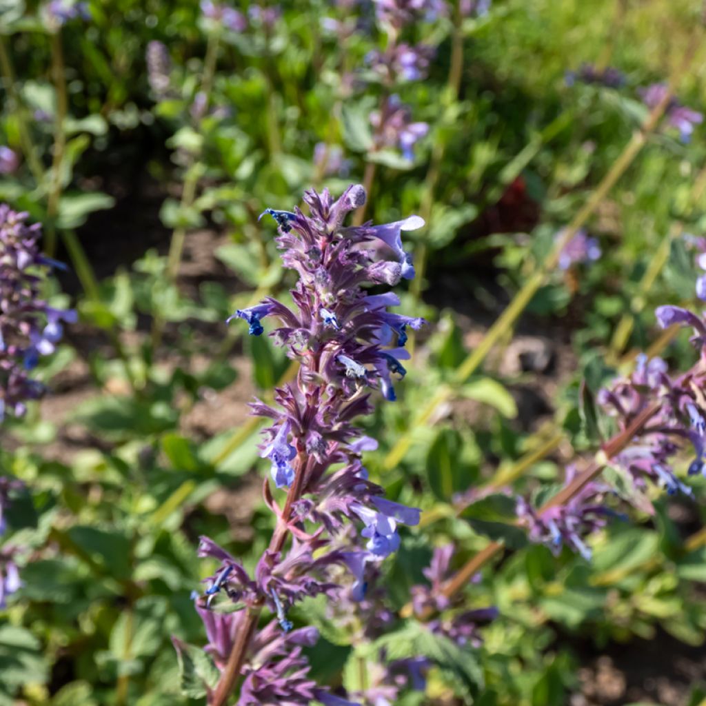 Nepeta grandiflora Zinser's Giant - Herbe à chats géante