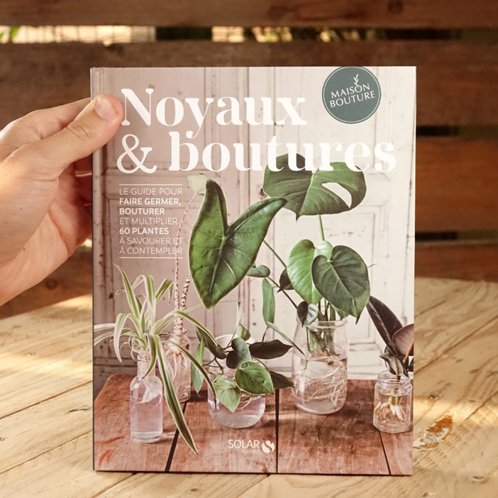 Noyaux et boutures