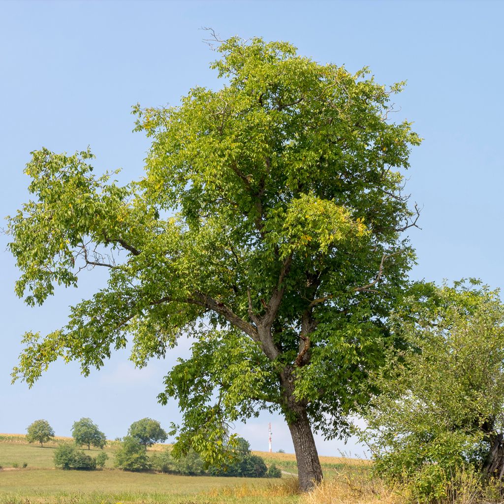 Noyer commun Weinsberg 1 - Juglans regia