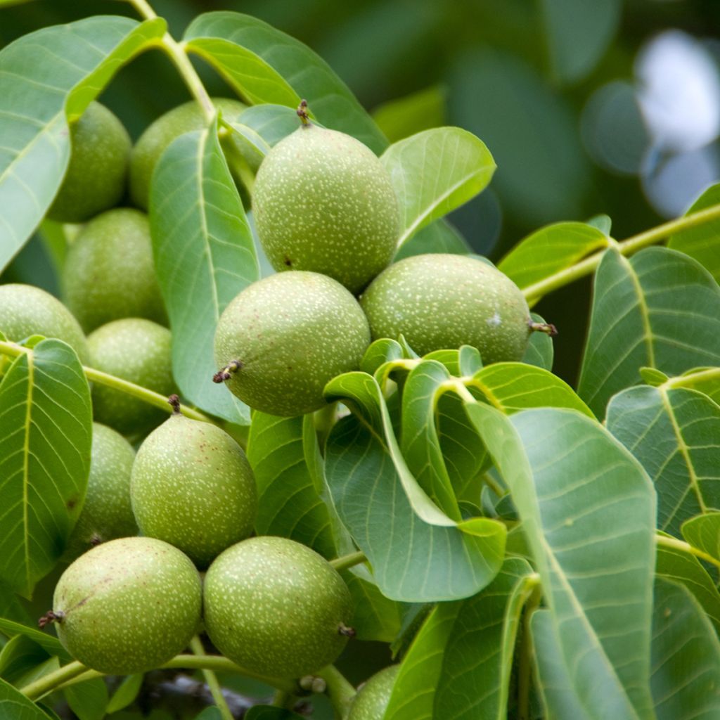 Noyer commun Tulare - Juglans regia