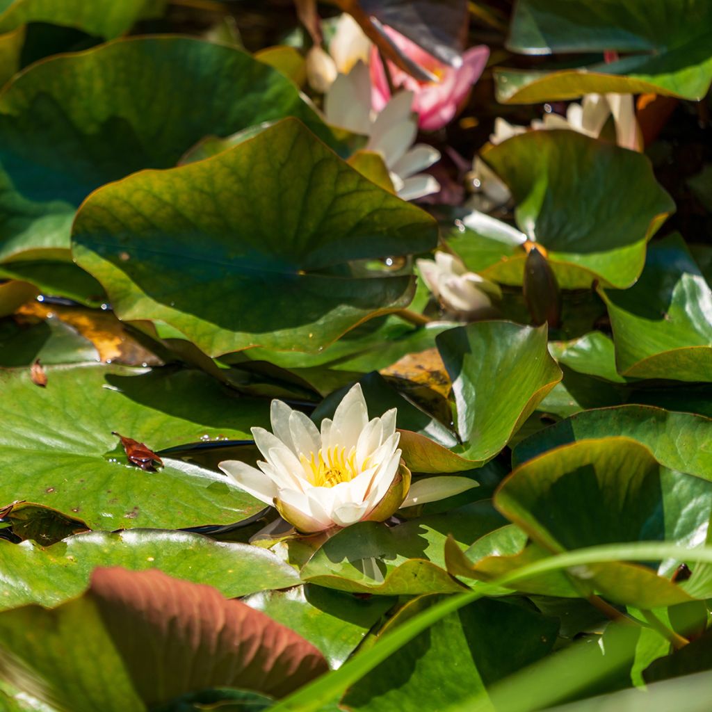 Nymphaea Marliacea Albida - Nénuphar rustique