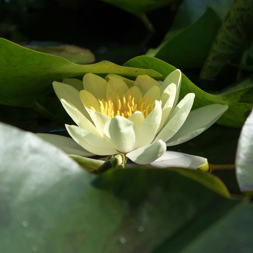Nymphaea Marliacea Chromatella - Nénuphar rustique jaune