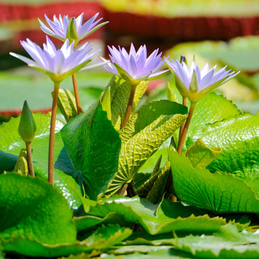 Nymphaea colorata - Nenuphar bleu tropical