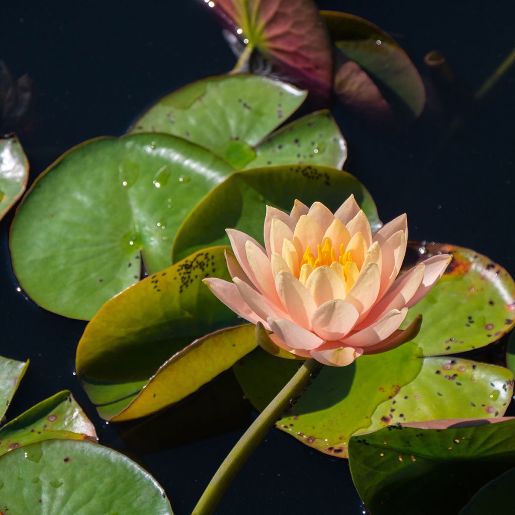 Nymphaea Clyde Ikins - Nénuphar rustique jaune cuivré
