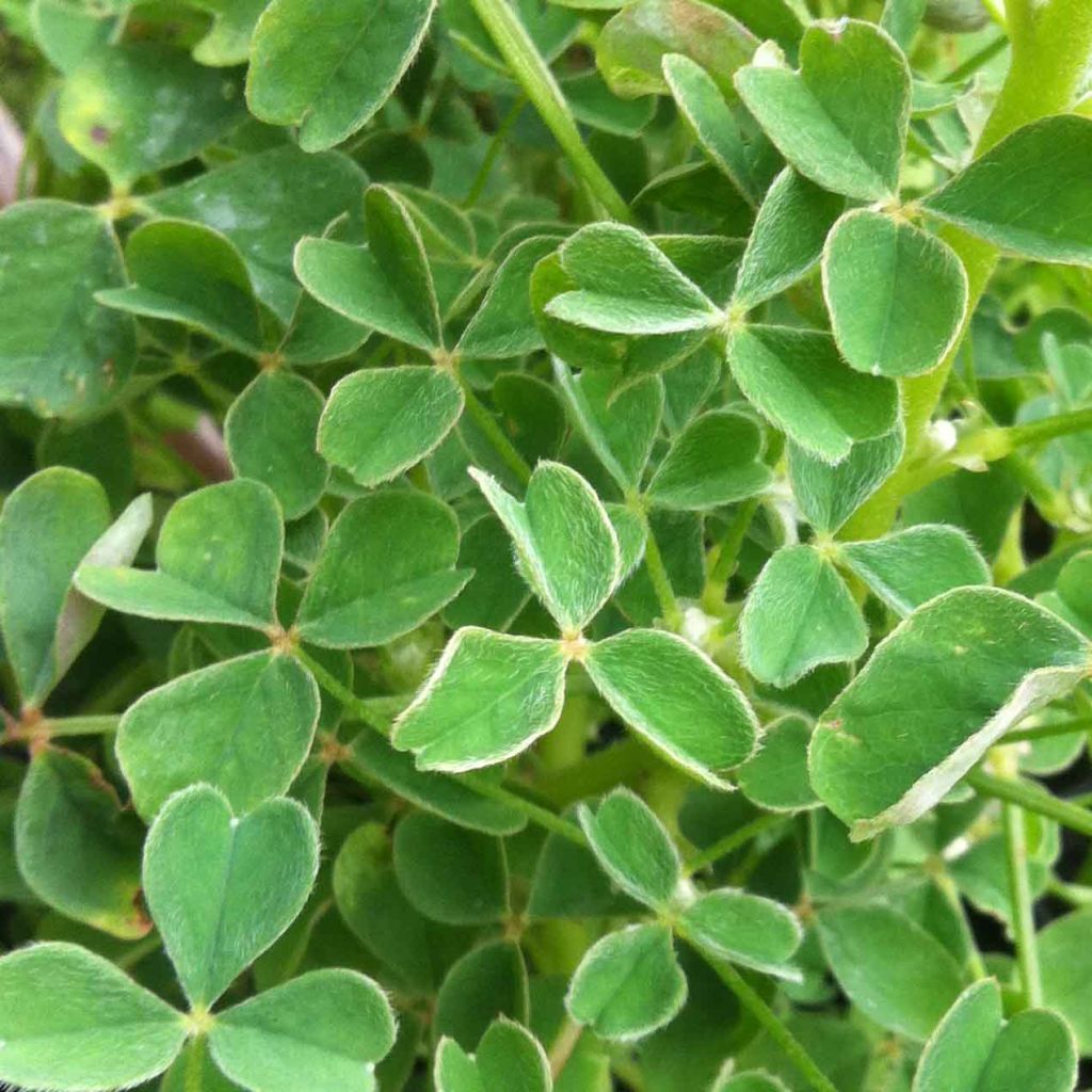 Oca du Pérou - truffette acide