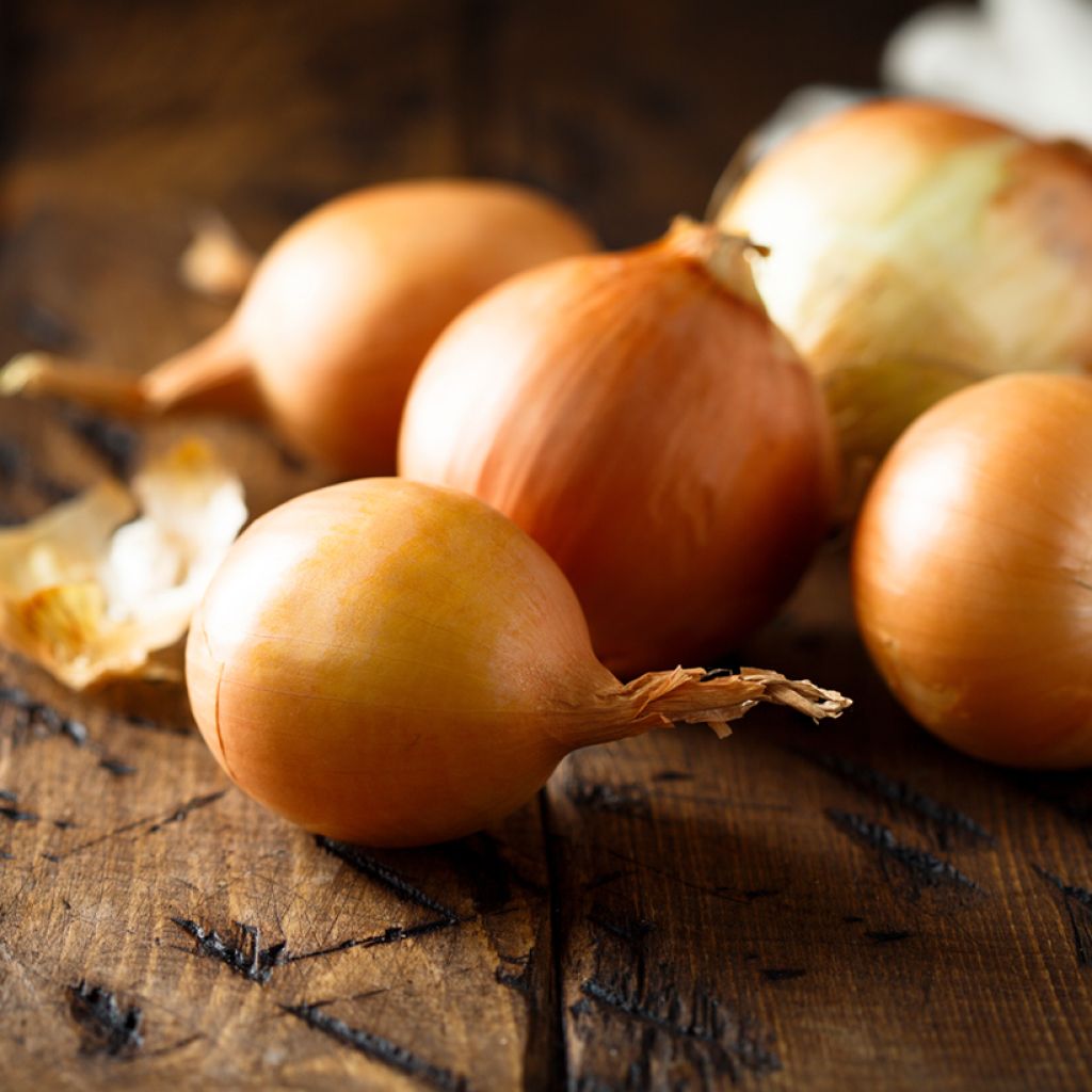 Jaune de Mulhouse Onion - Allium cepa