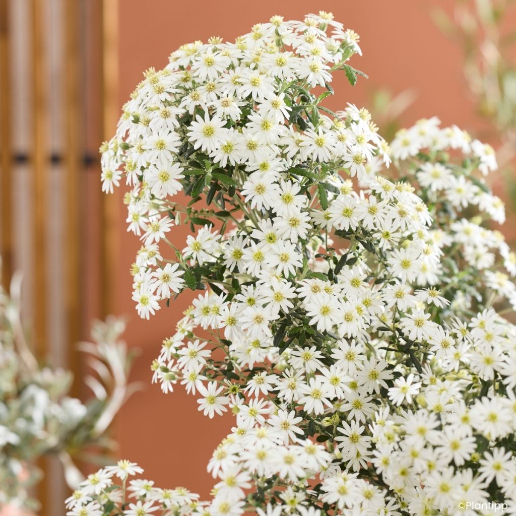 Olearia phlogopappa Spring Bling - Aster en arbre