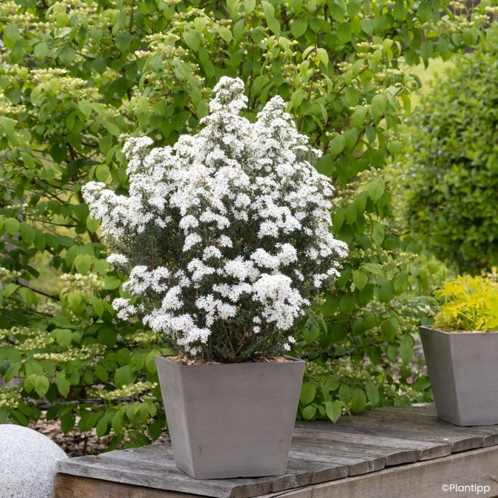 Olearia phlogopappa Spring Bling - Aster en arbre