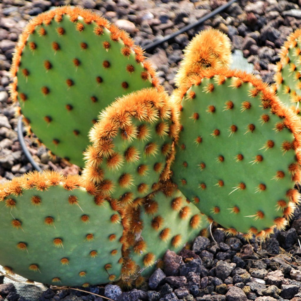 Opuntia aciculata - Cacto-orelha-de-coelho