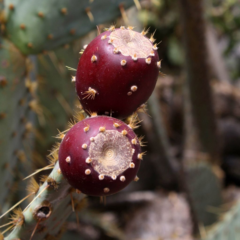 Opuntia engelmannii var. linguiformis - Oponce