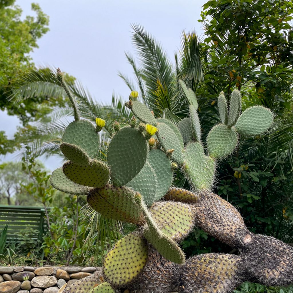Opuntia leucotricha