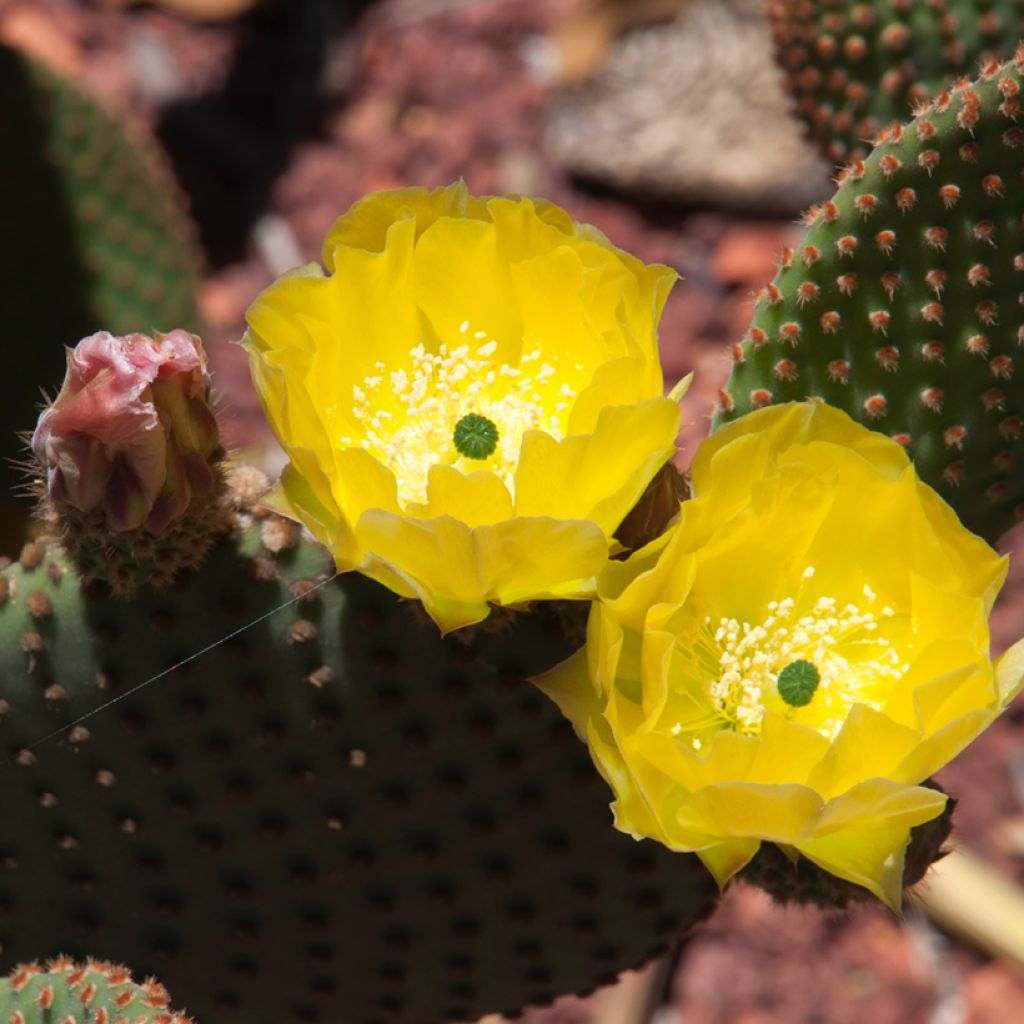 Opuntia rufida - Cactus raquette