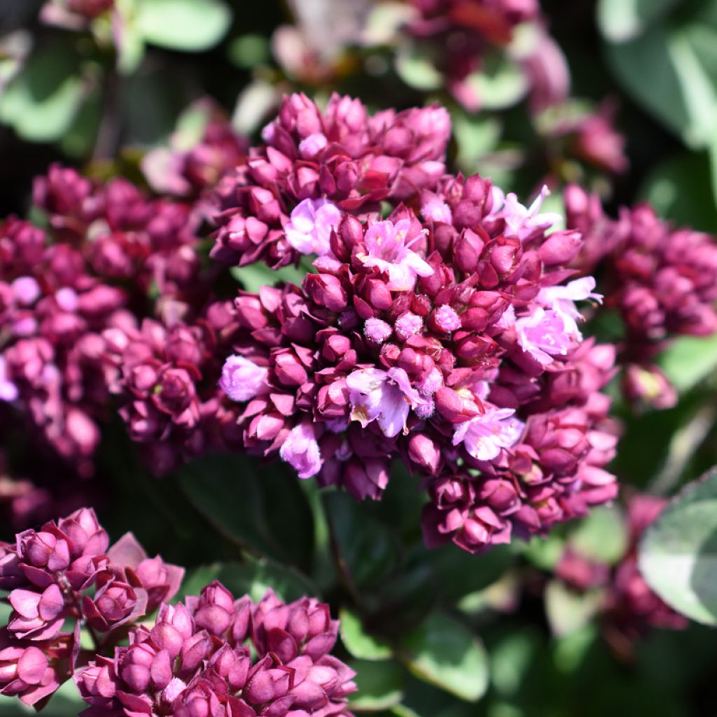 Origanum hybride Rosenkuppel, Origan, Marjolaine