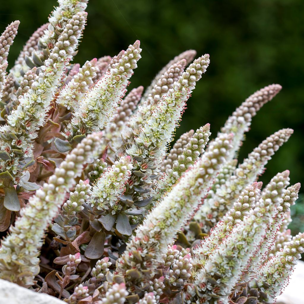 Orostachys iwarenge - Chapeau chinois